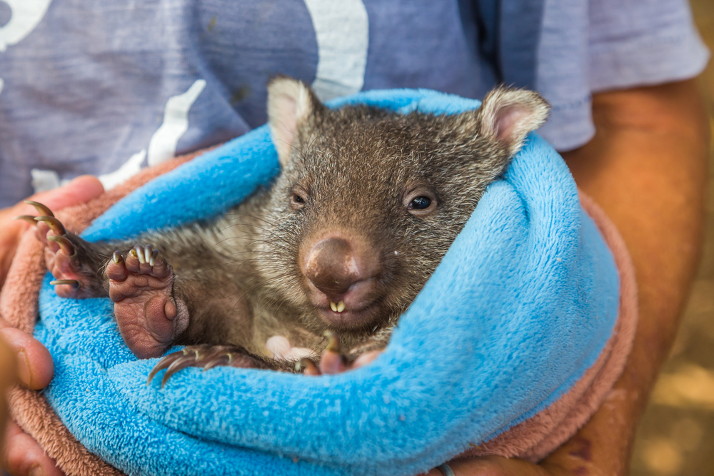 wombat-cuddling-hrville